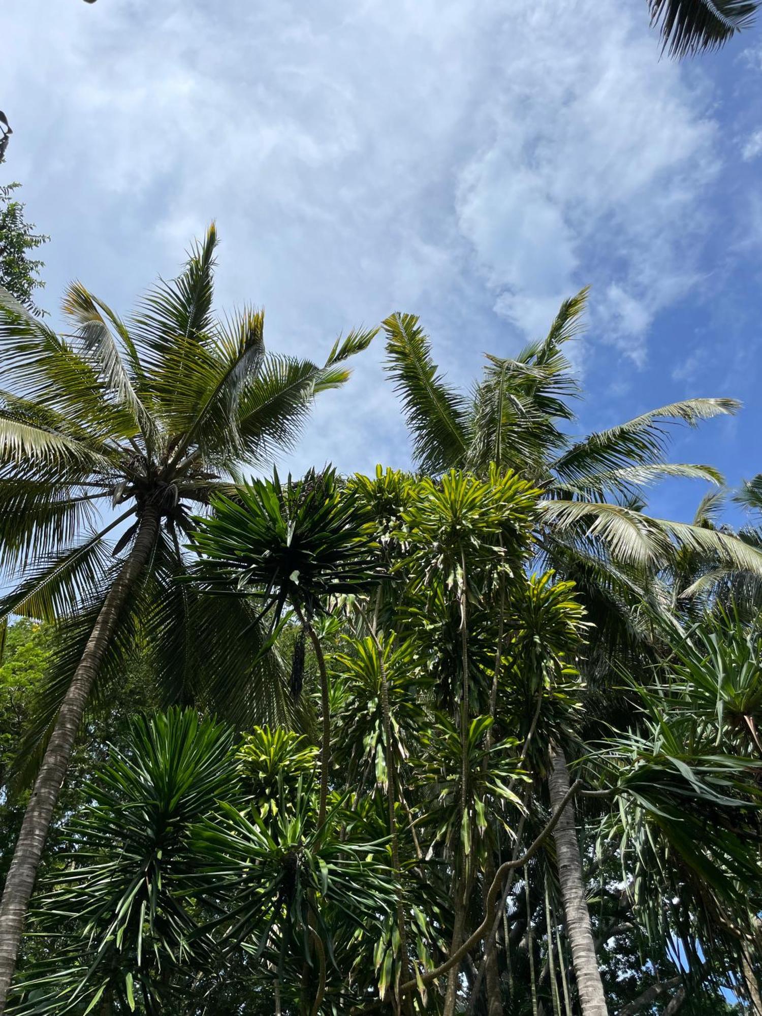 Mbweni Ruins & Gardens Previously Jungle Paradise Zanzibar Exteriör bild