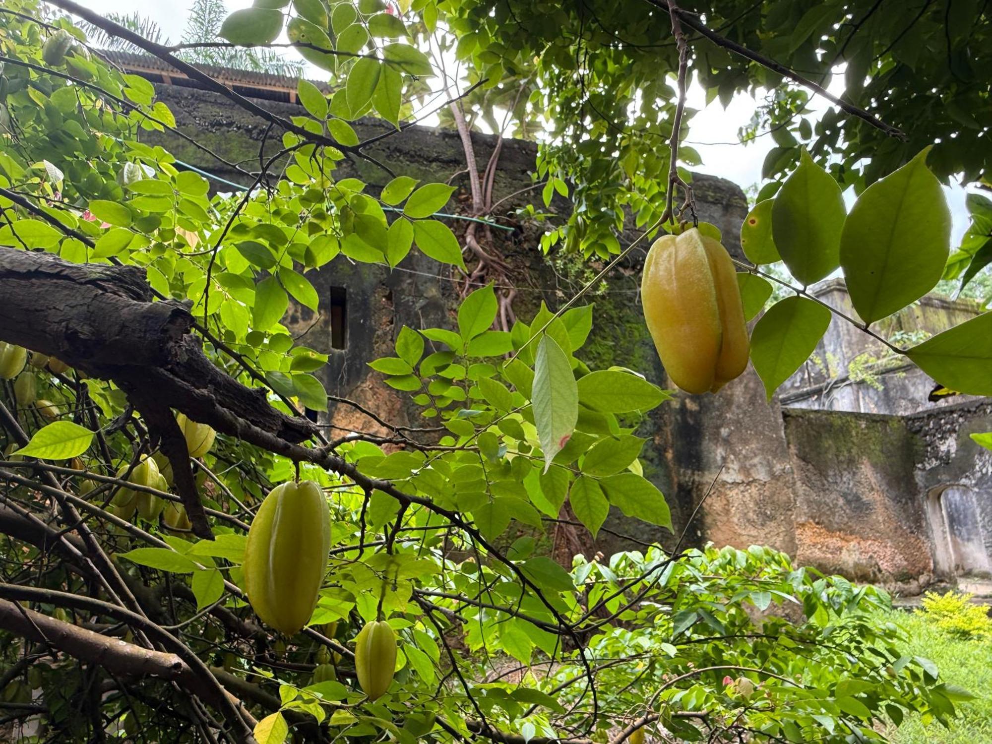 Mbweni Ruins & Gardens Previously Jungle Paradise Zanzibar Exteriör bild