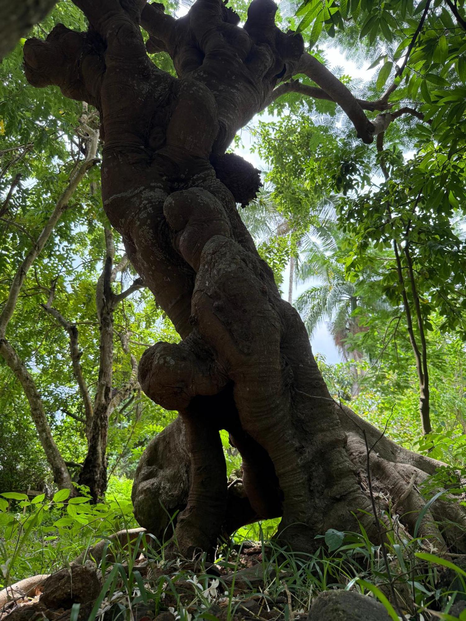 Mbweni Ruins & Gardens Previously Jungle Paradise Zanzibar Exteriör bild